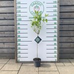 Hortenzia stromčekovitá (Hydrangea arborescens) ´ANNABELLE´ - výška 100-120 cm, kont. C3L - NA KMIENKU